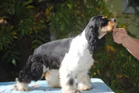 prince1male, a male Cocker Spaniel for sale in Oakland, OR – 7 of 9