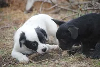 parti male "tipper", a male French Bulldog for sale in Oakland, OR – 7 of 10