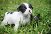 parti fem "missy", a female French Bulldog for sale in Oakland, OR – 3 of 10