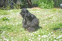 mrmr, a male Cocker Spaniel for sale in Oakland, OR – 4 of 10