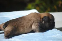 blue2male, a male French Bulldog for sale in Oakland, OR – 4 of 8