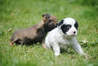 parti male "tipper", a male French Bulldog for sale in Oakland, OR – 5 of 10