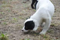 parti male "tipper", a male French Bulldog for sale in Oakland, OR – 9 of 10