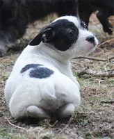 parti fem "missy", a female French Bulldog for sale in Oakland, OR – 2 of 8