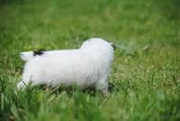 parti male "tipper", a male French Bulldog for sale in Oakland, OR – 8 of 10
