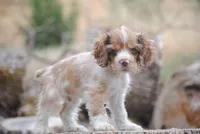 merlin boy, a male Cocker Spaniel for sale in Oakland, OR – 7 of 10