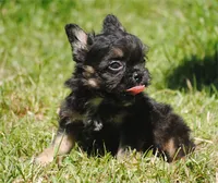 Black and tan boy "tater", a male French Bulldog for sale in Oakland, OR – 10 of 10