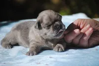 blue3male, a male French Bulldog for sale in Oakland, OR – 5 of 8