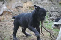 black male "buck", a male French Bulldog for sale in Oakland, OR – 2 of 10