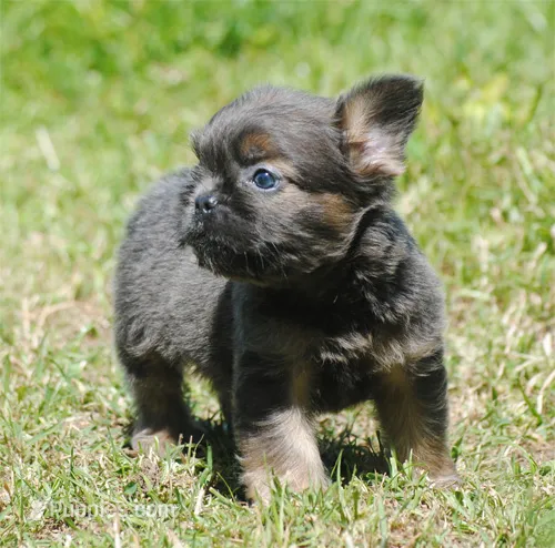 Blue and tan fem "lilly" – French Bulldog puppy for sale in Oakland, OR