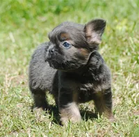 Blue and tan fem "lilly", a female French Bulldog for sale in Oakland, OR – 1 of 10