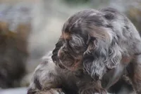 princess, a female Cocker Spaniel for sale in Oakland, OR – 9 of 10