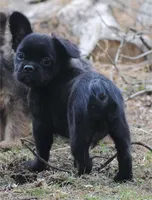 Black boy "charlie", a male French Bulldog for sale in Oakland, OR – 5 of 10