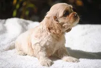 buff1fem, a female Cocker Spaniel for sale in Oakland, OR – 4 of 10