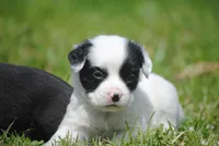 parti male "tipper", a male French Bulldog for sale in Oakland, OR – 3 of 10