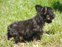 Black and tan boy "tater", a male French Bulldog for sale in Oakland, OR – 7 of 10