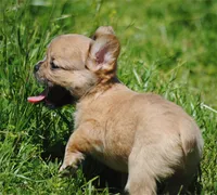 fawn merle fem "trixie", a female French Bulldog for sale in Oakland, OR – 5 of 10