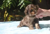 buff1male, a male Cocker Spaniel for sale in Oakland, OR – 6 of 10
