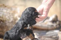 Tri Prince, a male Cocker Spaniel for sale in Oakland, OR – 10 of 10