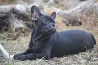 black fem "grace", a female French Bulldog for sale in Oakland, OR – 5 of 10