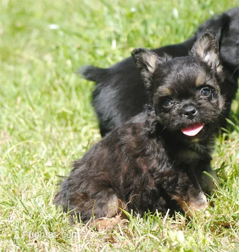 Black and tan boy "tater" – French Bulldog puppy for sale in Oakland, OR