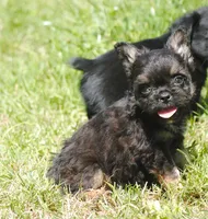 Black and tan boy "tater", a male French Bulldog for sale in Oakland, OR – 1 of 10