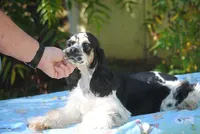 prince3male, a male Cocker Spaniel for sale in Oakland, OR – 5 of 9