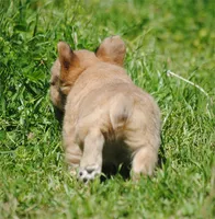 fawn merle fem "trixie", a female French Bulldog for sale in Oakland, OR – 6 of 10