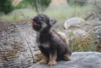 Black and tan boy "tater", a male French Bulldog for sale in Oakland, OR – 3 of 10