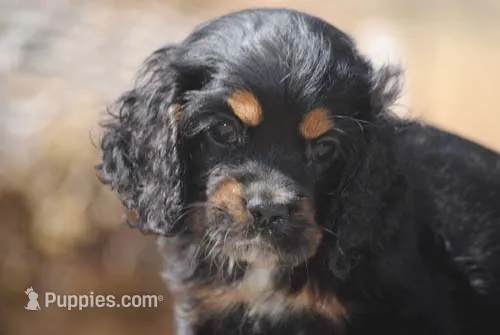 Tri Prince – Cocker Spaniel puppy for sale in Oakland, OR