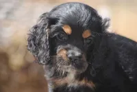 Tri Prince, a male Cocker Spaniel for sale in Oakland, OR – 1 of 10