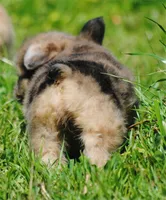 merlefem "Daisey", a female French Bulldog for sale in Oakland, OR – 4 of 10