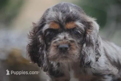 princess – Cocker Spaniel puppy for sale in Oakland, OR