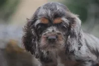 princess, a female Cocker Spaniel for sale in Oakland, OR – 1 of 10