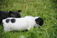 parti fem "missy", a female French Bulldog for sale in Oakland, OR – 5 of 10