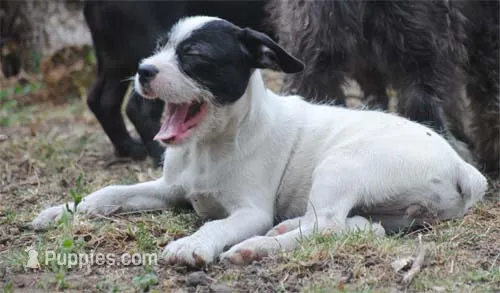 parti fem "missy" – French Bulldog puppy for sale in Oakland, OR