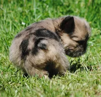 merlefem "Daisey", a female French Bulldog for sale in Oakland, OR – 8 of 10