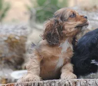 merlin sable girl, a female Cocker Spaniel for sale in Oakland, OR – 6 of 10