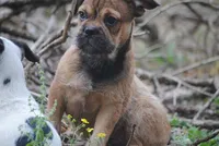 sable male "remi", a female French Bulldog for sale in Oakland, OR – 6 of 10