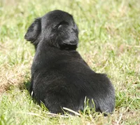Black boy "charlie", a male French Bulldog for sale in Oakland, OR – 6 of 10