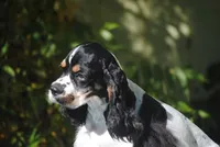 prince2male, a male Cocker Spaniel for sale in Oakland, OR – 7 of 10