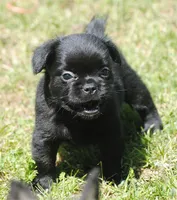 Black boy "charlie", a male French Bulldog for sale in Oakland, OR – 8 of 10