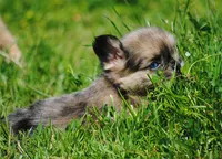 merlefem "Daisey", a female French Bulldog for sale in Oakland, OR – 6 of 10