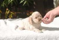 buff3fem, a female Cocker Spaniel for sale in Oakland, OR – 6 of 10