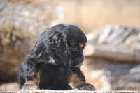 Tri Prince, a male Cocker Spaniel for sale in Oakland, OR – 3 of 10