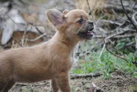 fawn merle fem "trixie", a female French Bulldog for sale in Oakland, OR – 6 of 10