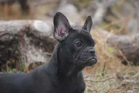 black fem "grace", a female French Bulldog for sale in Oakland, OR – 10 of 10