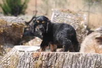 Tri Prince, a male Cocker Spaniel for sale in Oakland, OR – 4 of 10
