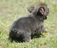 Blue and tan fem "lilly", a female French Bulldog for sale in Oakland, OR – 7 of 10