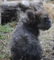 Blue and tan fem "lilly", a female French Bulldog for sale in Oakland, OR – 6 of 10